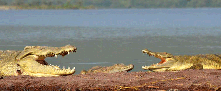 Lake Chamo krokodillen